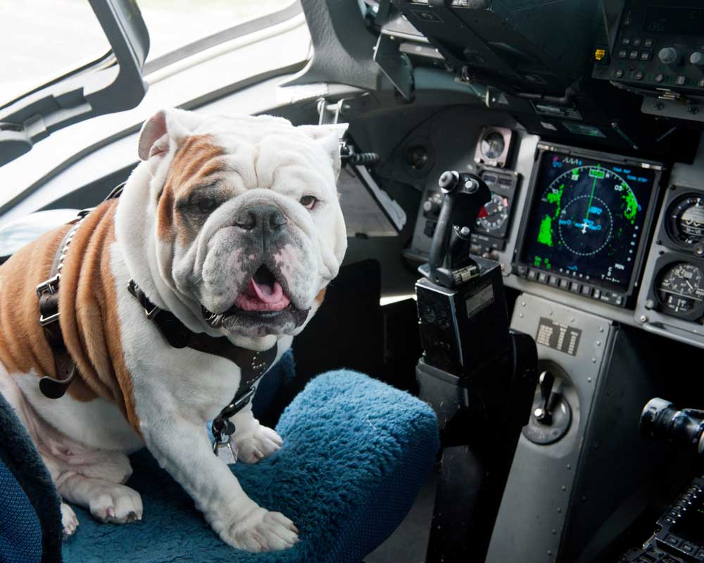 Image of Bully sitting in cockpit of air plane
