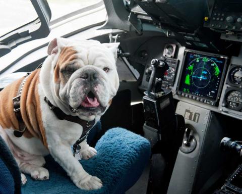 Bully in Plane Image of Bully sitting in cockpit of air plane